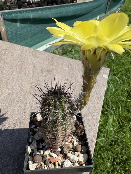 Echinopsis aurea v shaferi